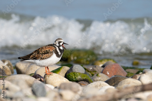 A ruddy turnstone vocalizes as a wave crashes behind it at McLaughlin Bay Wildlife Reserve in Oshawa, Ontario. photo