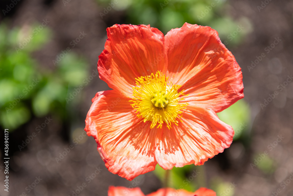Flowering plant with orange petals in bloom wildflower blooming natural background, flower Flowering plant with orange petals in bloom wildflower blooming natural background, flower