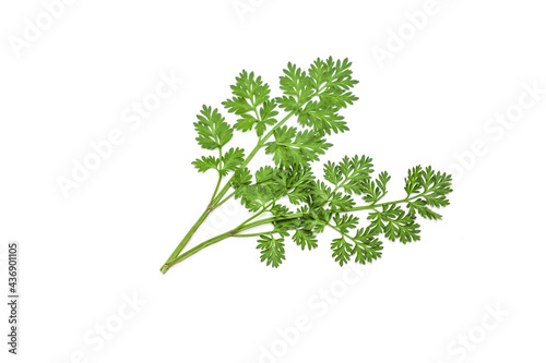 Green sprig of wormwood plant isolated on white background