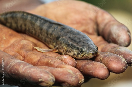 snakehead murrel fish in hand channa fish in hand of farmer (1)