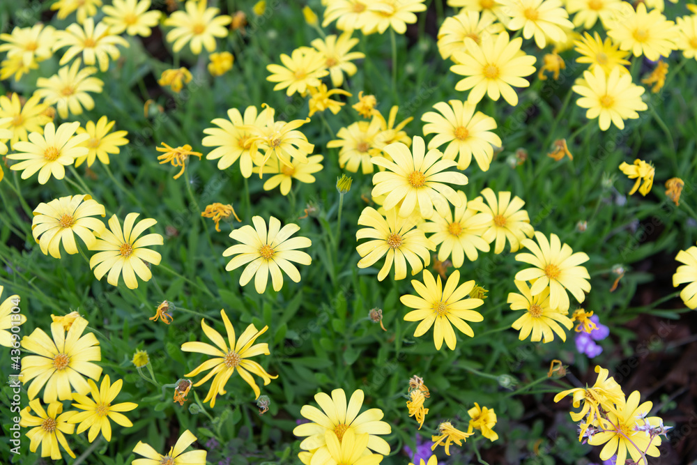 Yellow symphony. Blooming yellow daisies. Euryops daisies bush. Osteospermum in bloom Yellow symphony. Blooming yellow daisies. Euryops daisies bush. Osteospermum in bloom