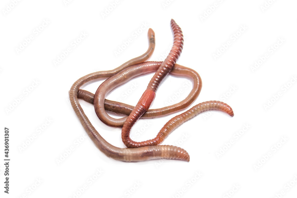 Earthworms close-up on a white background Earthworms close-up on a white background