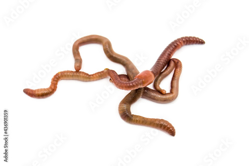 Earthworms close-up on a white background