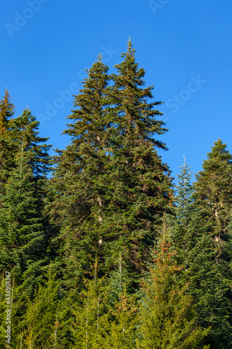 Green trees in a forest of old spruce, fir and pine trees in wilderness of a park