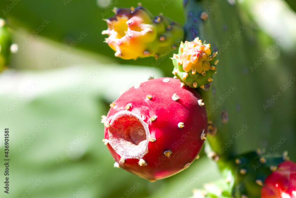 Red and ripe cactus fruit in close-up and selective focus. Red and ripe cactus fruit in close-up and selective focus.