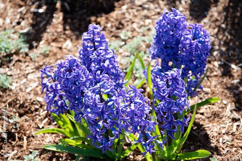 Spring-blooming hyacinths. Garden hyacinths grow in ground. Hyacinthus orientalis in full bloom