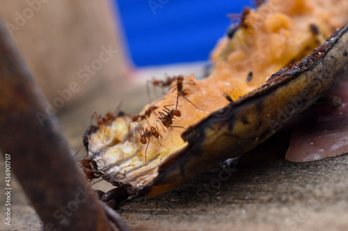 Hormigas sobre Plátano maduro