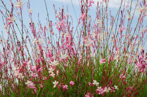 Pink and white flowers Gaura Lindheimeri (whirling butterflies). Flower bush against sky, selective focus . photo