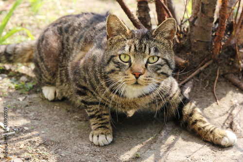 A beautiful striped stray cat is looking straight at the camera.