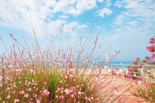 White and pink flowers Gaura Lindheimeri (whirling butterflies) on the seashore on summer day. Selective fokus. photo