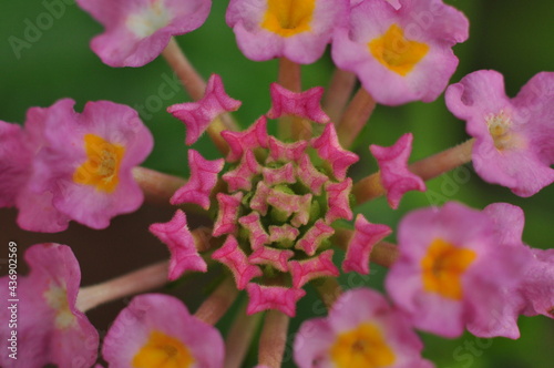 Beautiful macro picture of Lantana flower which illustrates the fibonacci rule of nature. This also shows the colour variation from bud to full bloom flowers.