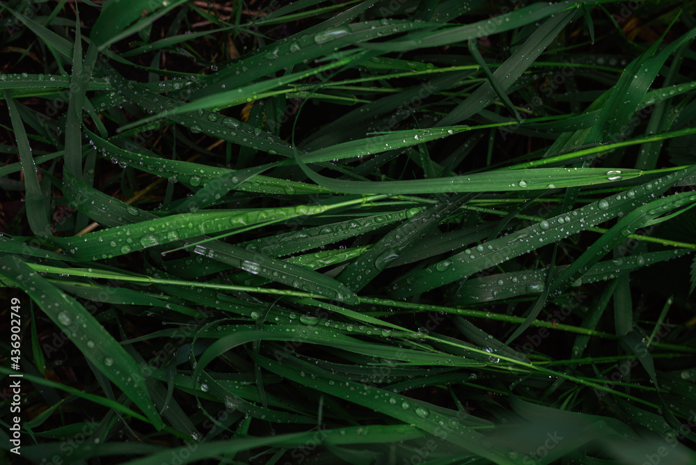Green grass with raindrops background. Top view. Green grass with raindrops background. Top view.