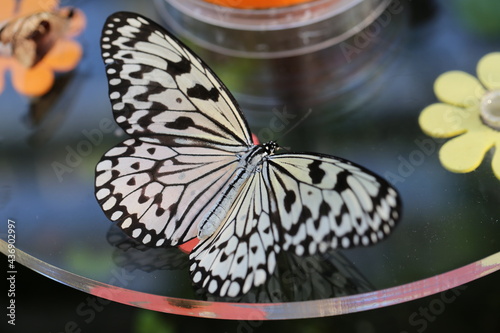 Schmetterling im 
Botanischen Garten