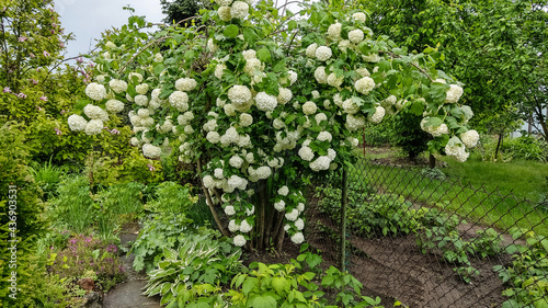 a bush of viburnum growing in the garden in full bloom of white flowers in the spring season