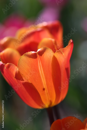 Tulpe