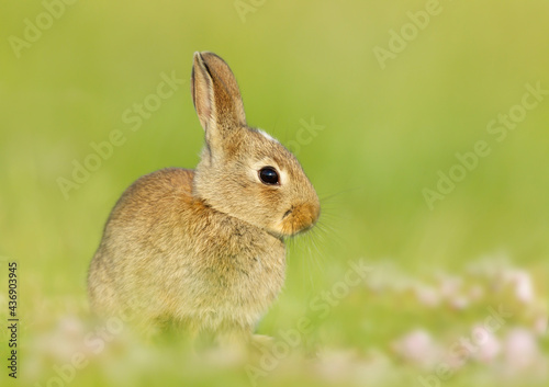 Portrait of a cute little rabbit sitting in meadow © giedriius