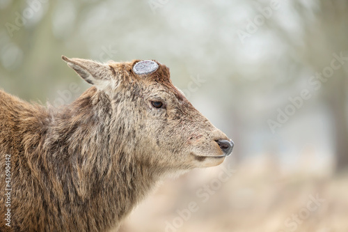 Close-up of a Red deer having recently shed his antlers