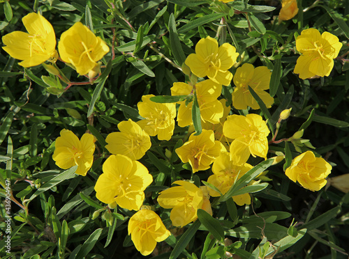 Oenothera fruticosa Sonnenwende photo