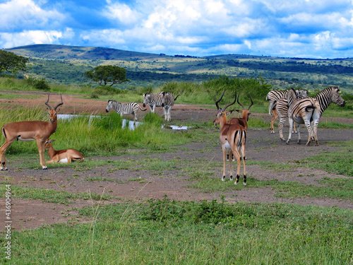 Zebras and Impala, Hluhluwe-Imfolozi Game Reserve, South Africa photo