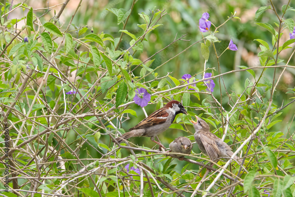 Gorrión dando de comer a sus polluelos con fondo de ramas y hojas