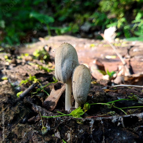 Toadstool mushrooms in the forest close up blurred background