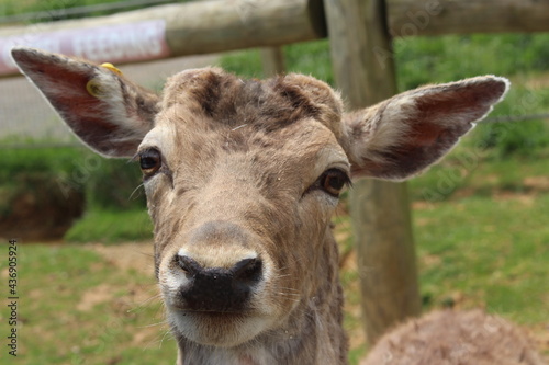 Brown Deer