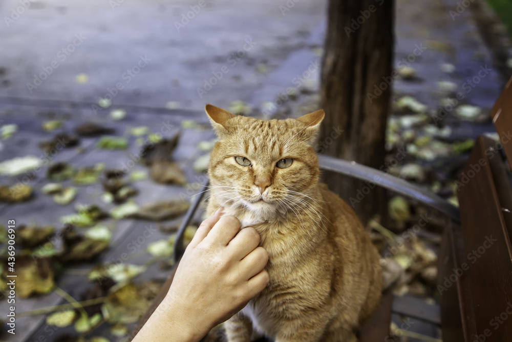 Fototapeta premium Person stroking cat