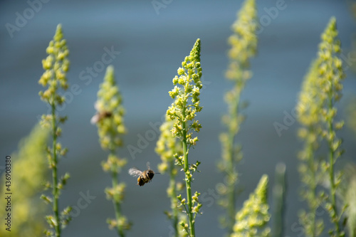 Gelbe Resede (Reseda lutea), Blüten mit fliegender Biene photo