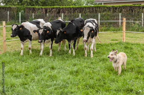 Dressage de chiens de troupeau dans un parc avec vaches. Border Collie