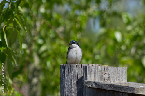 A Tree Swallow on a Birdhouse