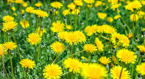 Bright yellow flower Tar  xacum dandelion in nature in a field in green grass.