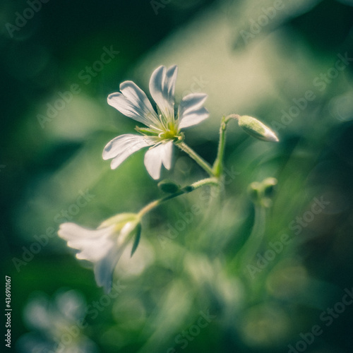delikatne białe kwiatki na zielonym rozmytym tle