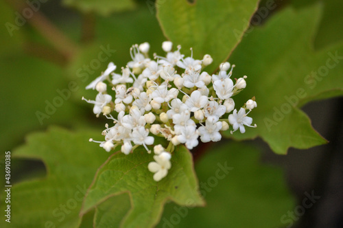 viburnum blooming