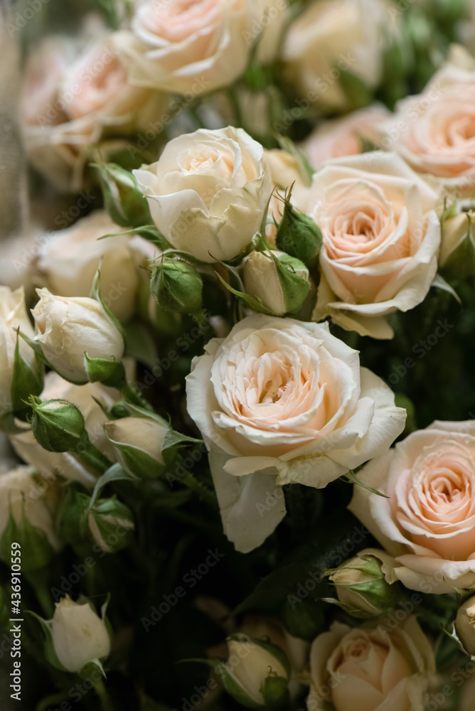 Fototapeta premium Bouquet of fresh pale pink roses floral background
