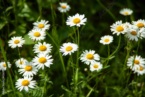 Field chamomiles flowers closeup