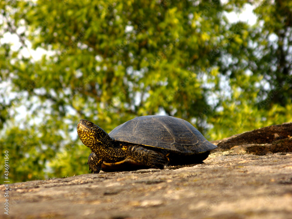 Fototapeta premium turtle on a rock