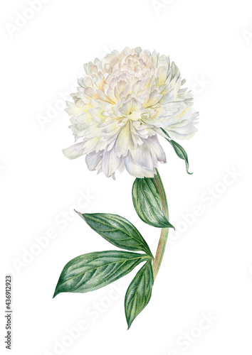 White peony flower. Watercolor hand drawn white peony flower with stem and leaves. Botanical illustration. Can be used as print, postcard, invitation, greeting card, packaging design, poster, textile.