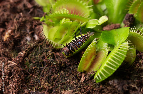 fly in small flower of Carnivorous Dionaea. Carnivorous plant at home as an insect trap close-up © Anna