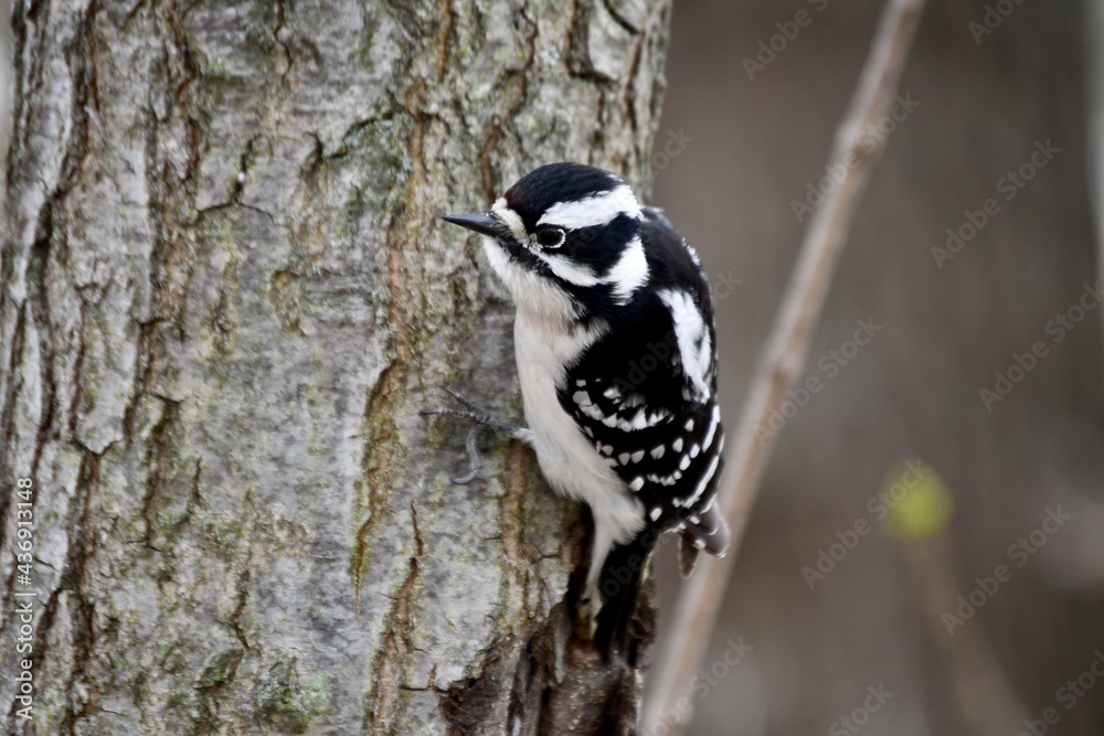 black and white bird black and white bird