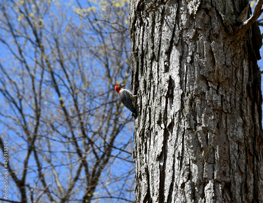 woodpecker on a tree