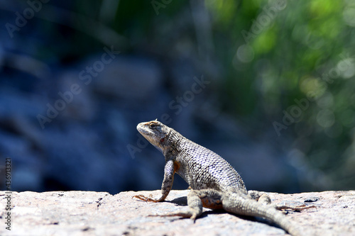 Side Blotched Lizard up close  rocks and desert landscape.