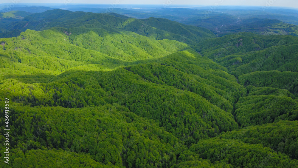 Aerial drone panoramic view above a wooded hilly area. The wild beech forest bursts in bright green color due to the coming of spring season. Carpathia, Romania.