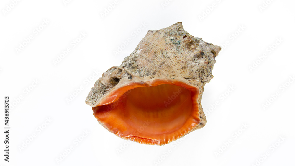 Isolated seashell on white background - top view Isolated seashell on white background - top view