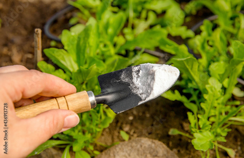 Tableau sur toile Selective focus on person hand holding gardening trowel spade with pile of baking soda, blurred salad plants