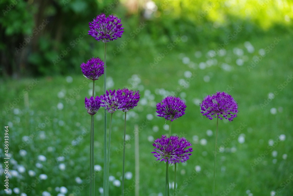 Obraz premium Allium