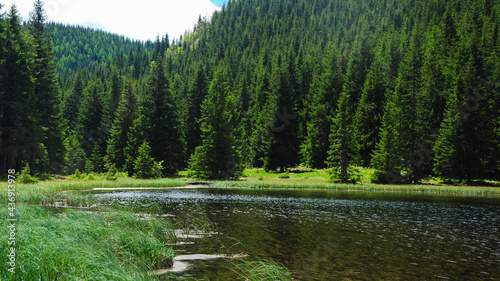 The luster of the calm waters of Iezerul Latoritei glacial lake reflecting the sun light. The shallow waters wet the nearby alpine pasture. A wild fir forest grows along the lake. Carpathia, Romania. photo