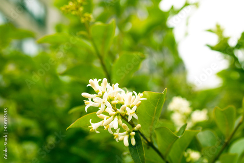 blossoming branch of a bush