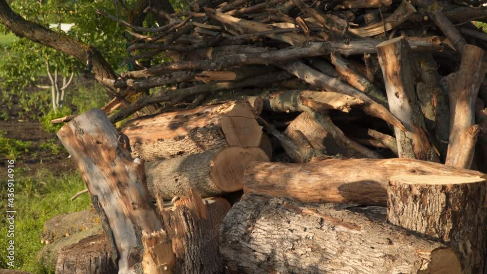 Sawed trees. Pile of firewood. Sawed trees. Pile of firewood.