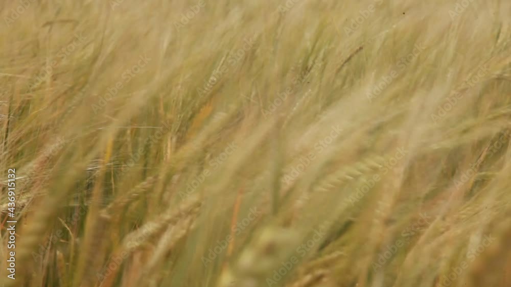 Wheat field Ears of golden wheat close up. Rural scenery under shining sunlight. Background of the ripening ears of the wheat field. Agriculture, agronomy, industry concept Wheat field Ears of golden wheat close up. Rural scenery under shining sunlight. Background of the ripening ears of the wheat field. Agriculture, agronomy, industry concept