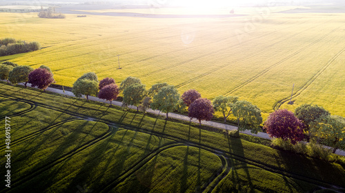 Rapsfeld, Uckermark, Brandenburg, Vogelperspektive